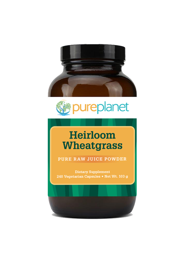 Heirloom Wheatgrass
