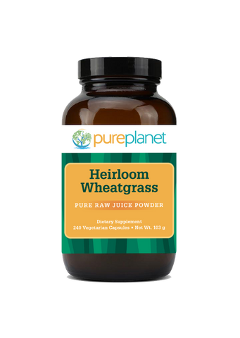Heirloom Wheatgrass